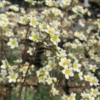 Saxifraga  'April Showers'